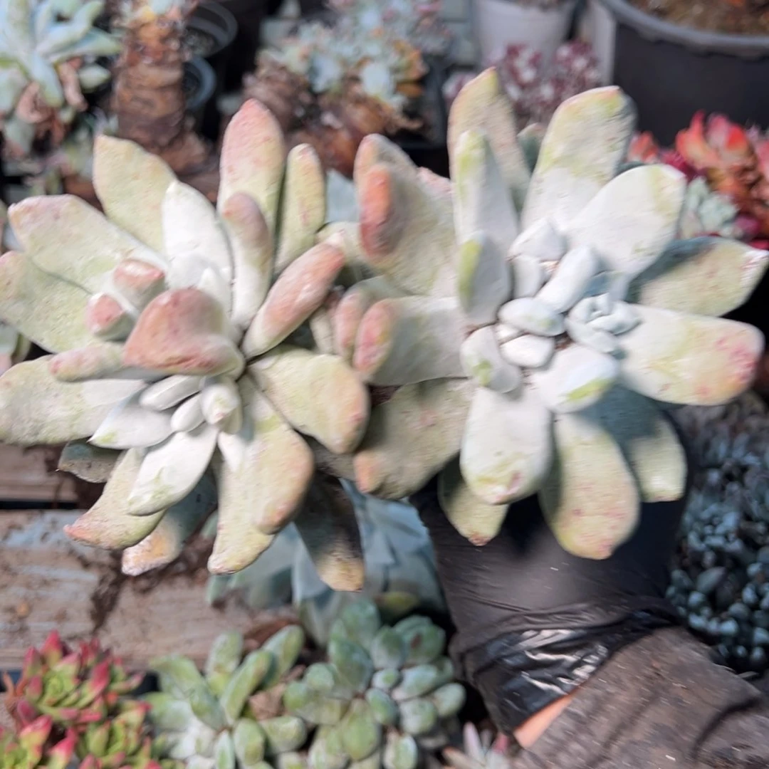 8860哈哈哈哈哈哈哈哈