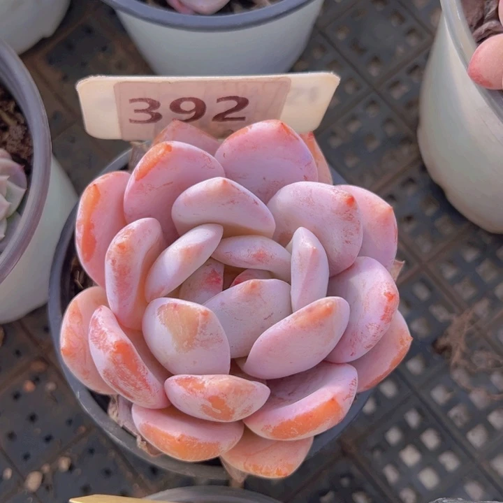 健健康康平平安安