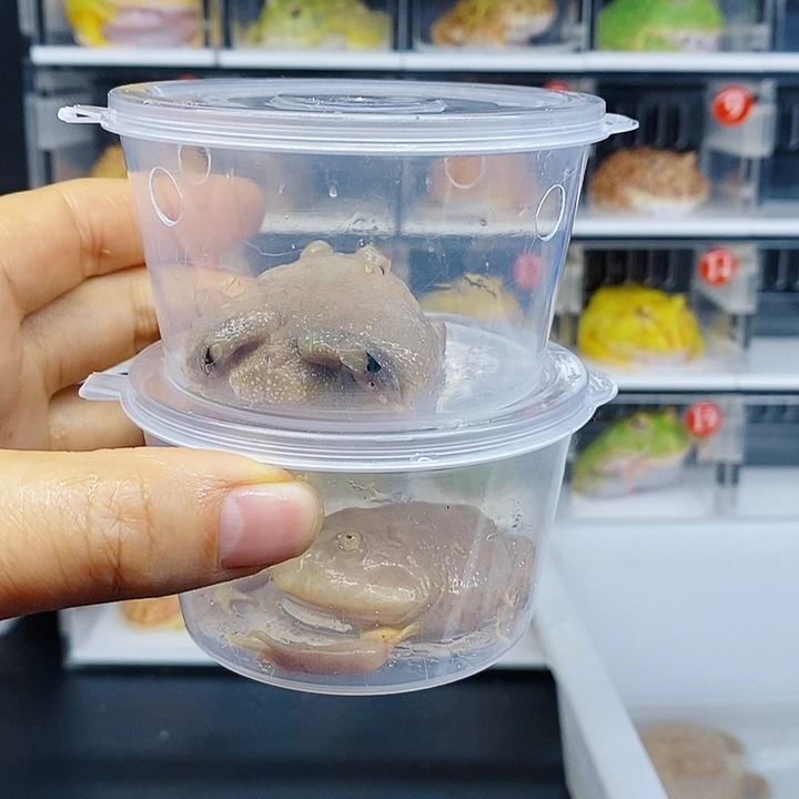 角蛙小丑蛙俩小丑