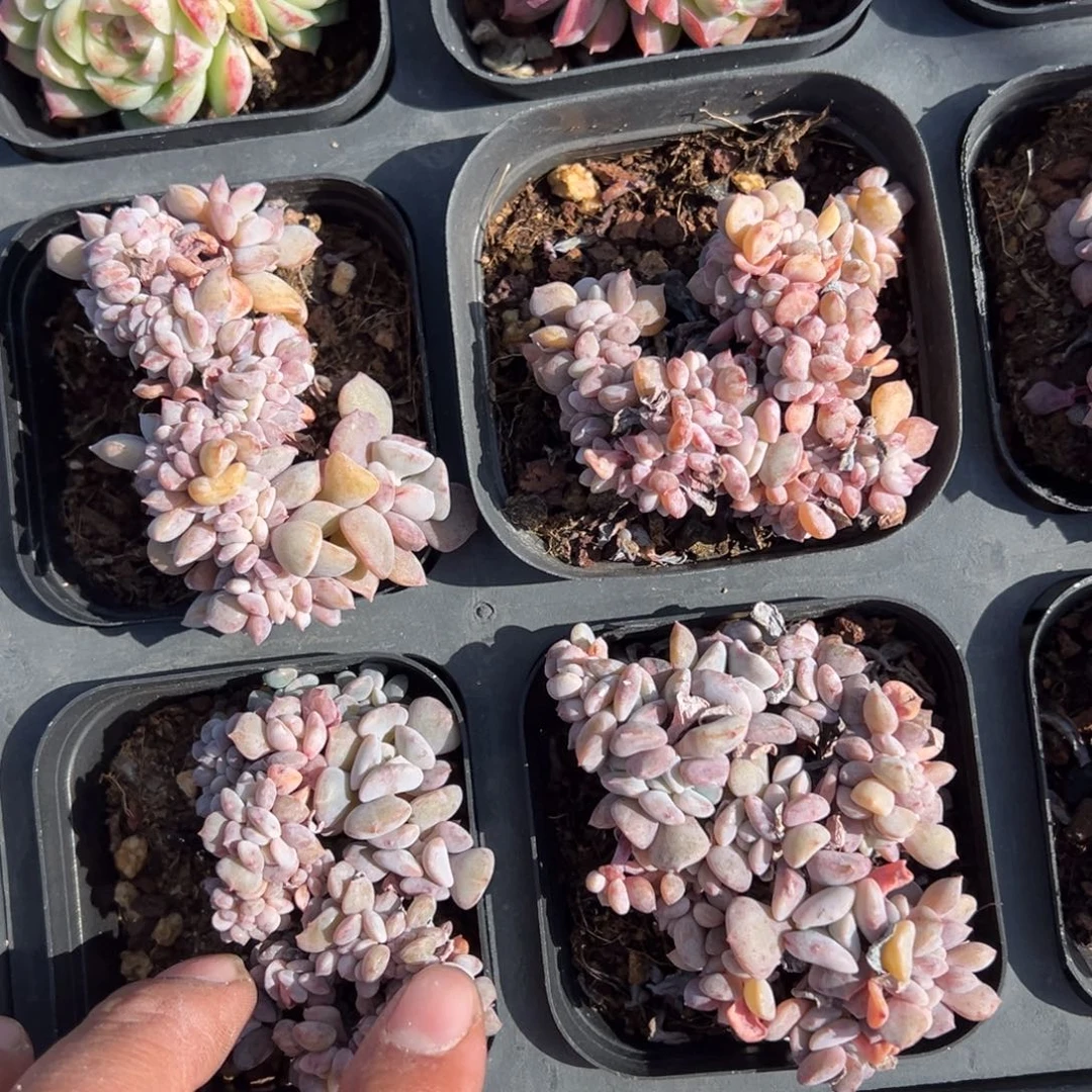 雪精灵缀化一颗量拍多肉满18元包邮下午发货