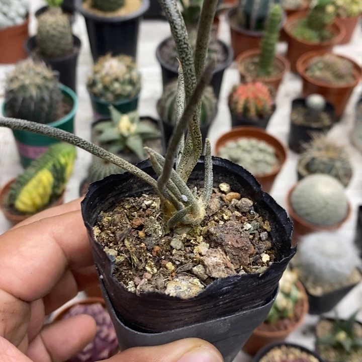 实生美杜莎特价福利