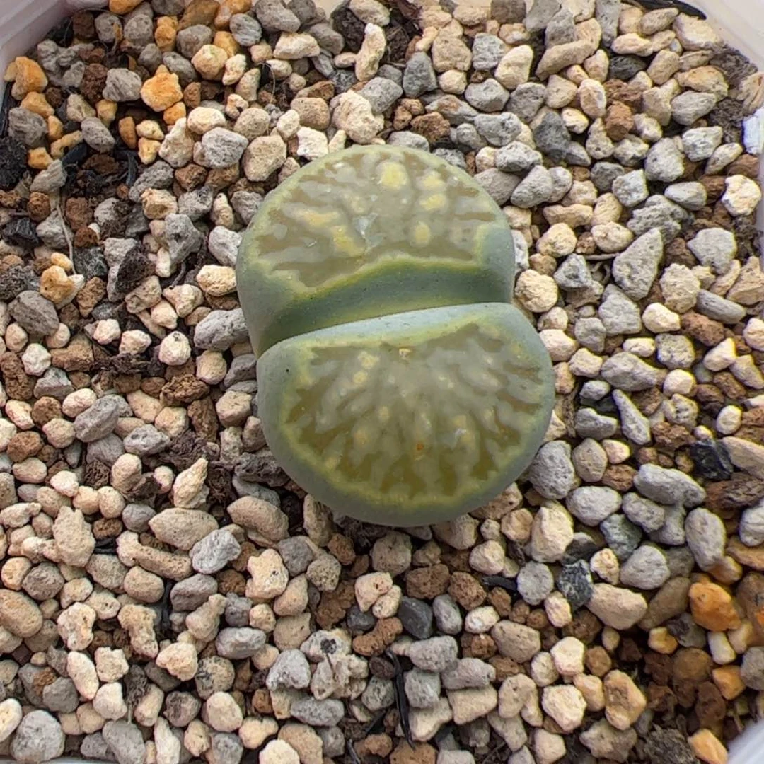 088号绿菊 多肉植物
