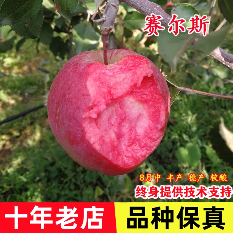 嫁接早熟赛尔斯红肉苹果苗矮化盆栽庭院地栽耐寒红色之爱苹果树苗