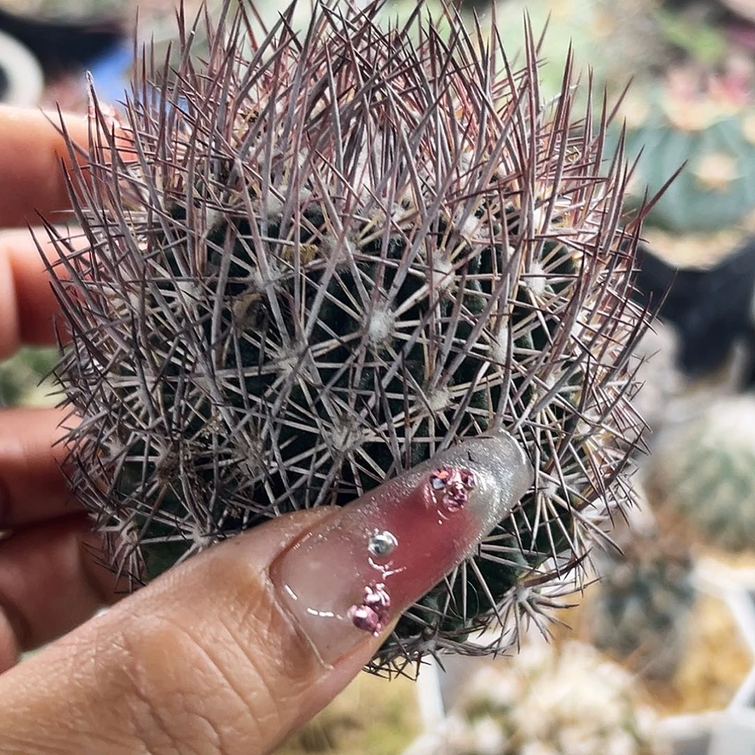 英冠仙人球66666666