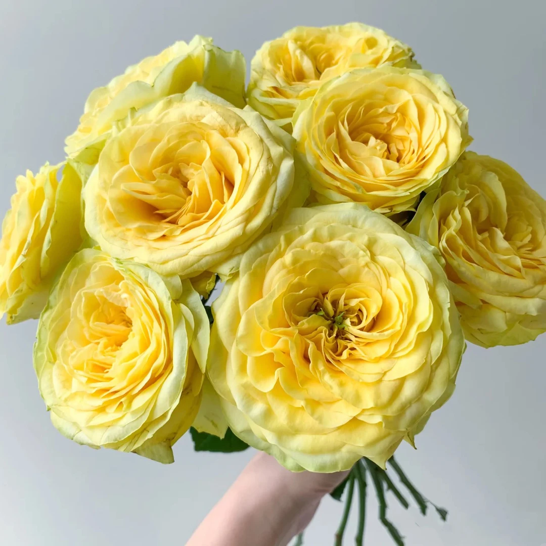 奇迹女神 鲜花玫瑰 全场买两单及以上包邮 云南基地直发