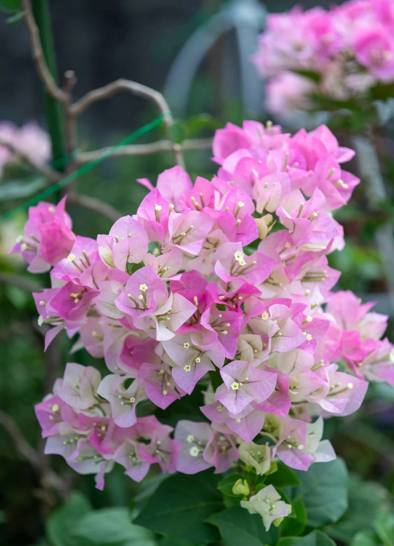 【三角梅-彩花】运输途中掉花掉叶  正常情况 介意勿拍