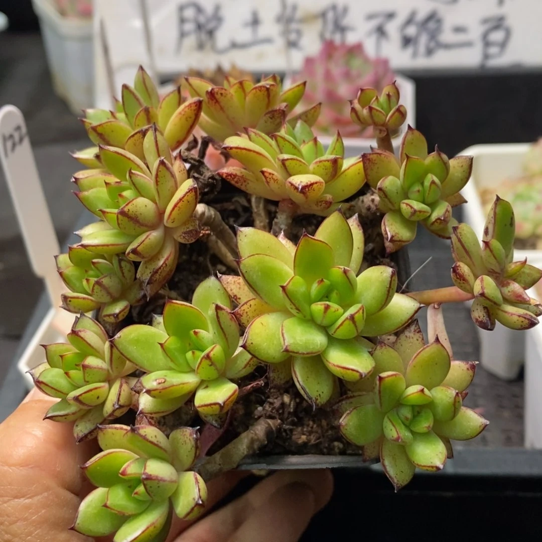 精品多肉一物一拍不包整148