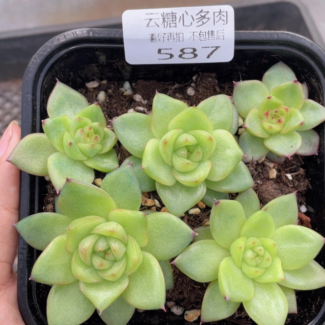云糖心多肉植物587