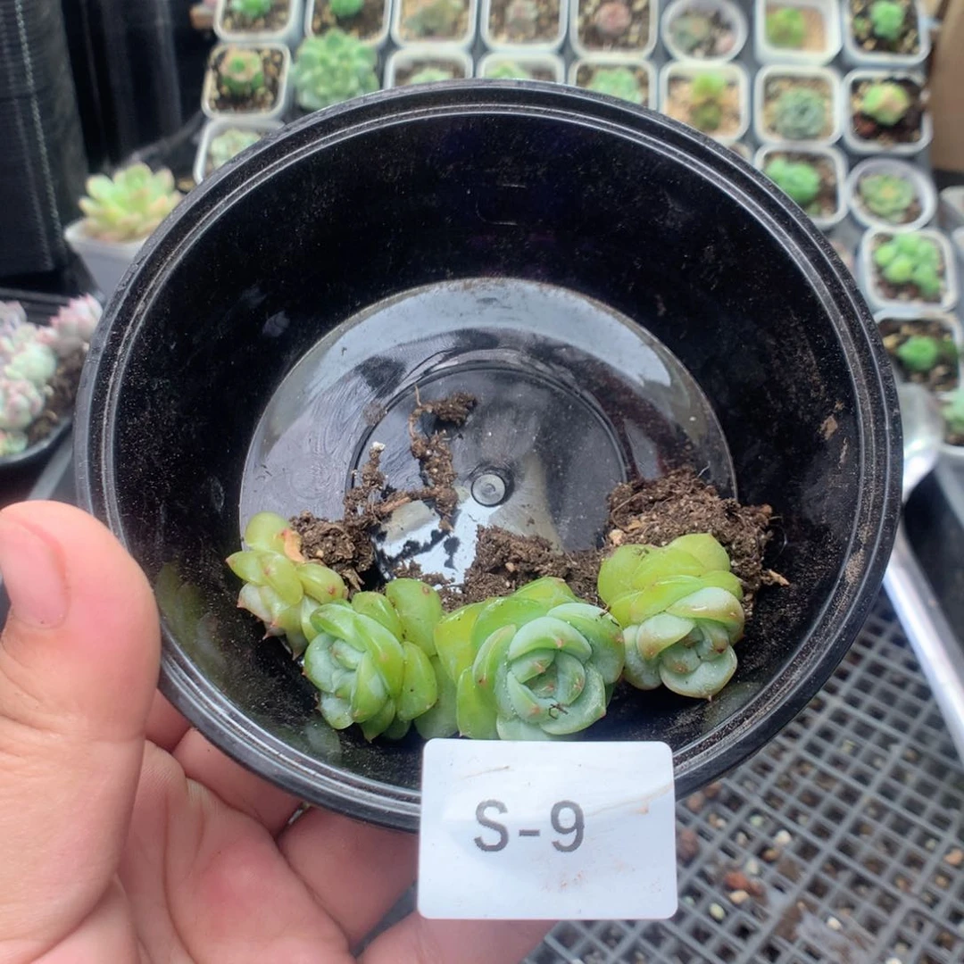 无花朵S9英语英语英语