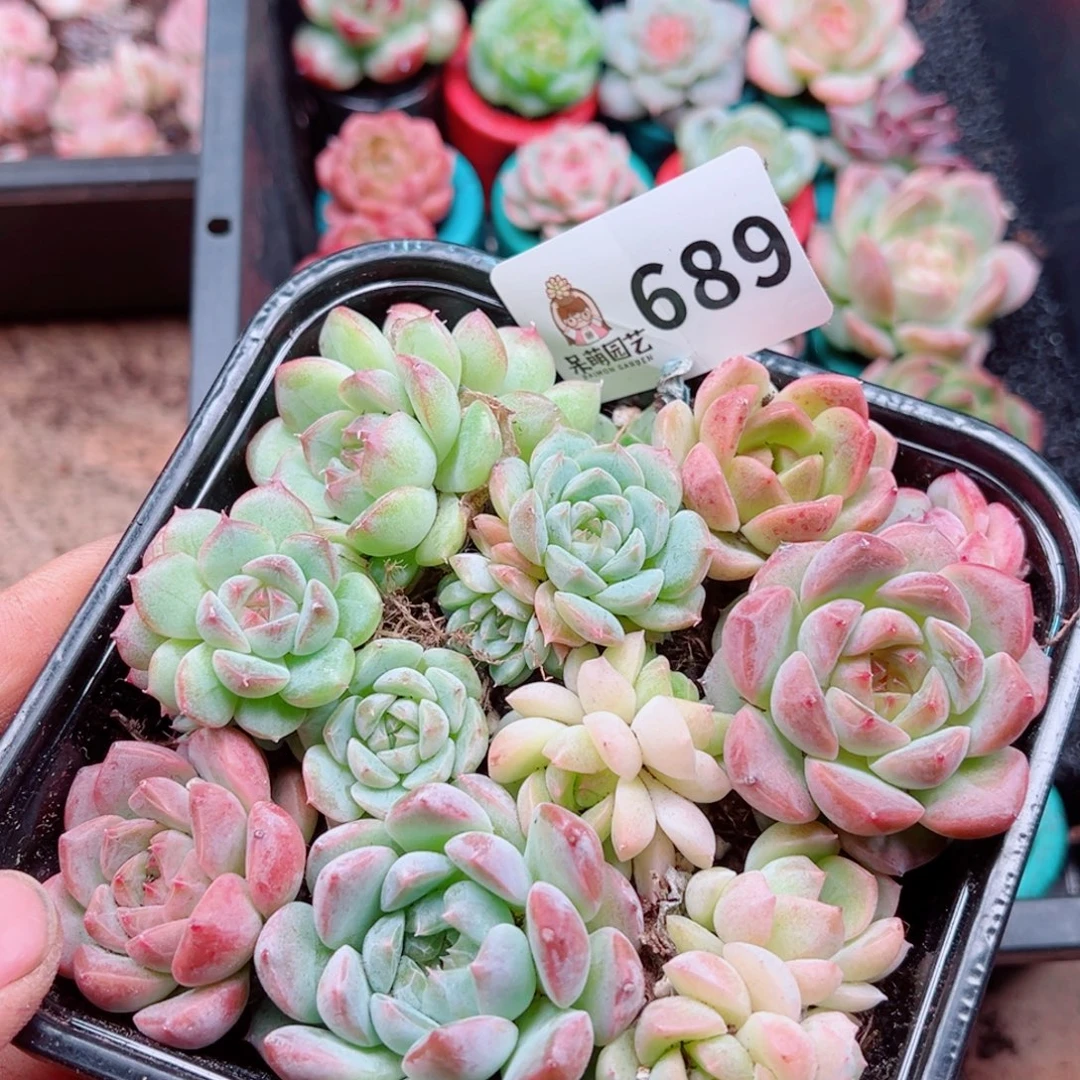 多肉植物多肉植物