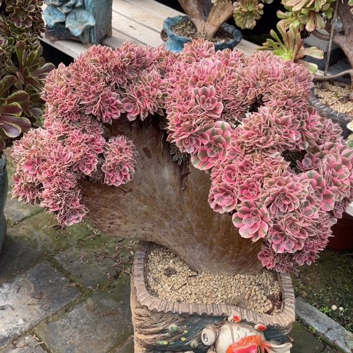 法师老桩缀化粉女巫