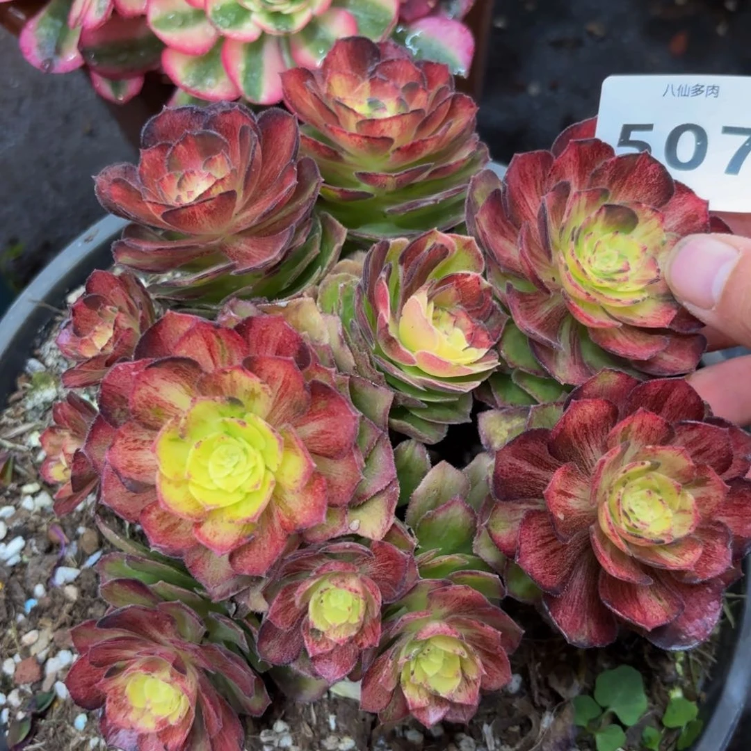 507多肉植物海王七彩