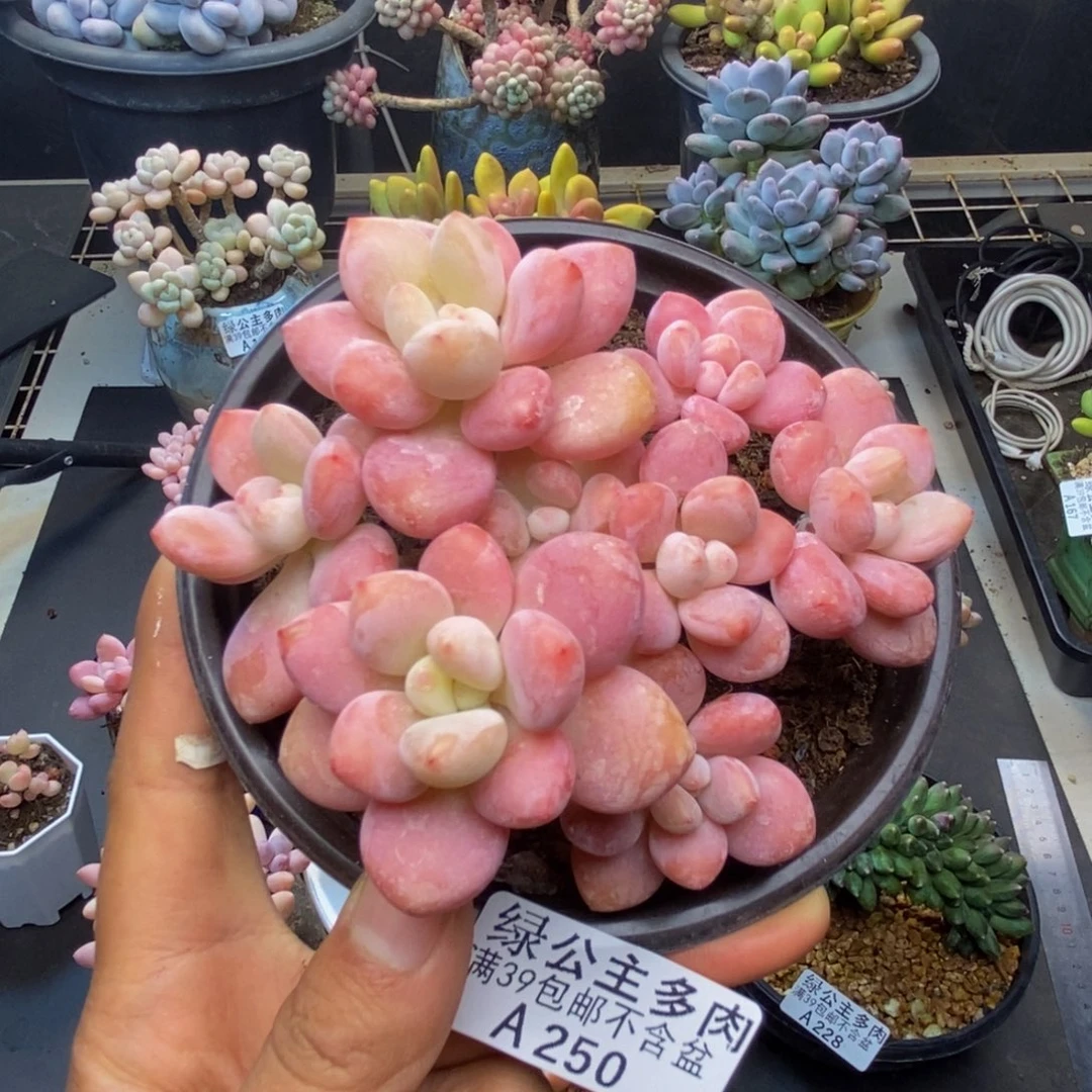 250樱花洛神多肉8c m