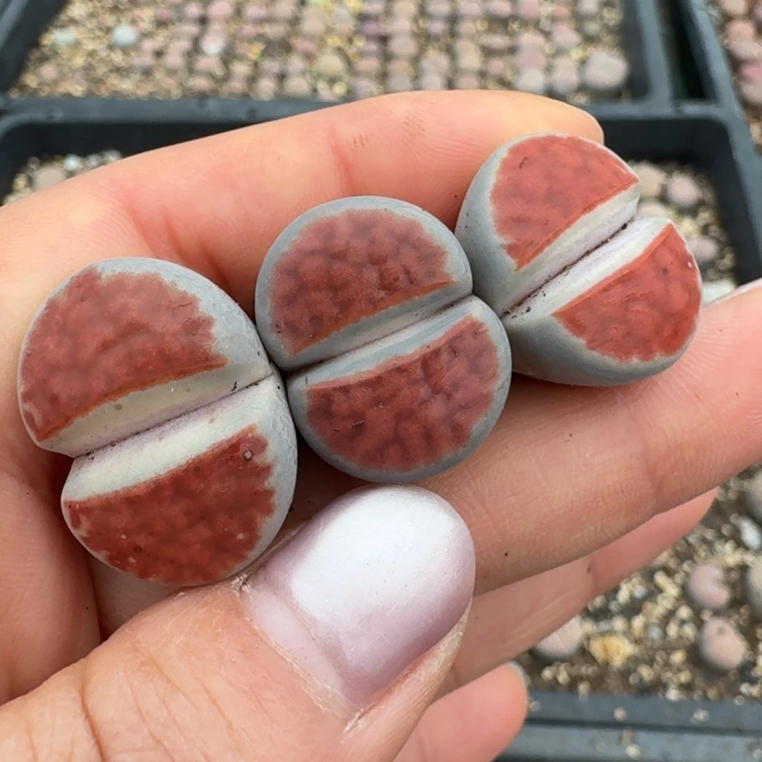 4130考虑考虑需不需要