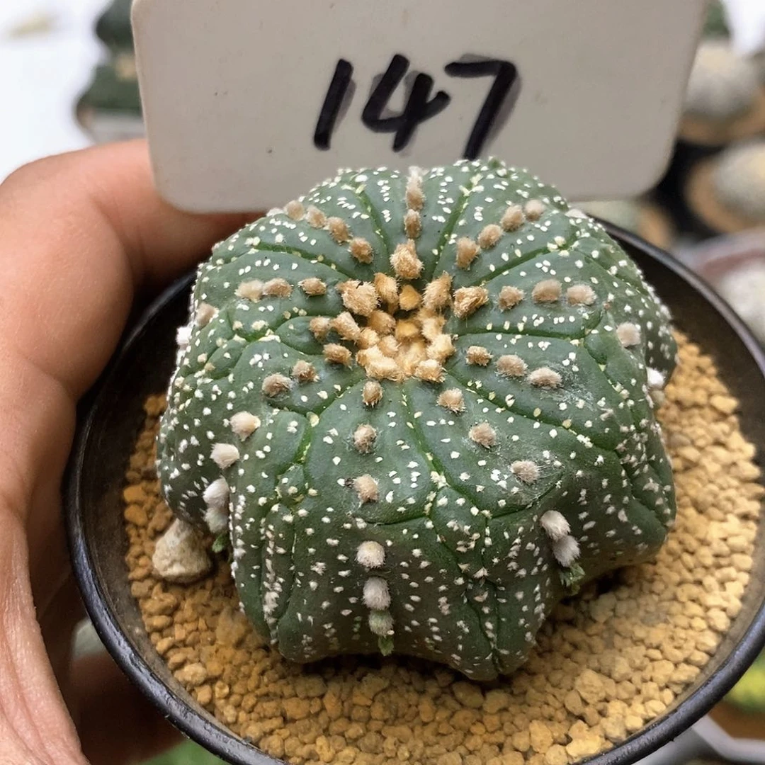 147海星复怪异特价