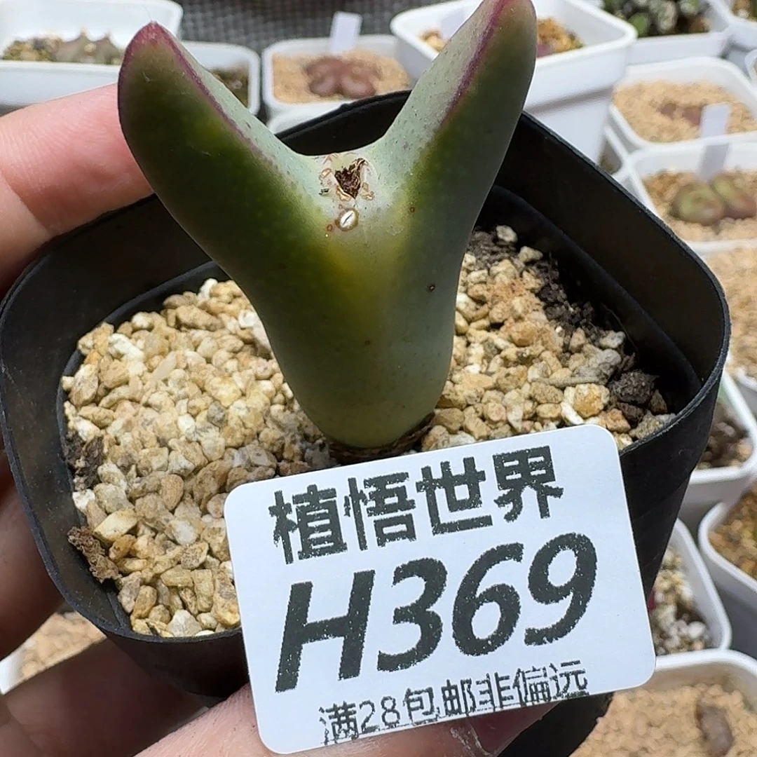 多肉植物的润泽gbb