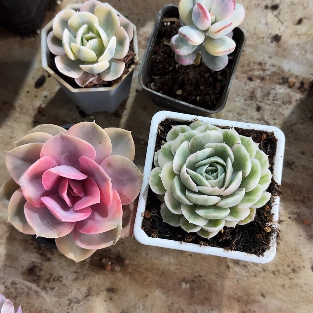 四颗锦多肉植物锦