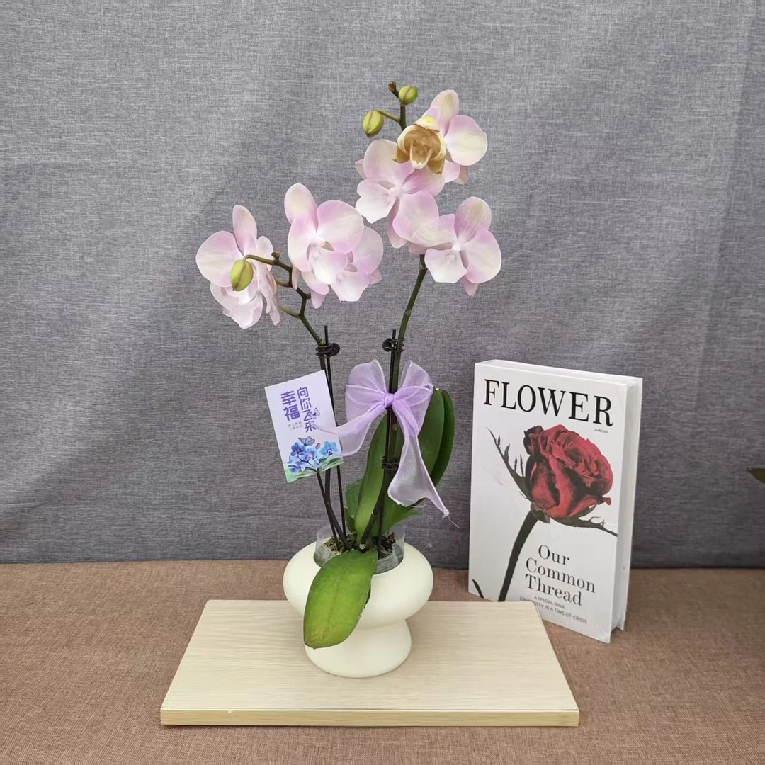 鲜花【威尼斯】纯天然自然色系蝴蝶兰室内种植观赏送礼带花发货