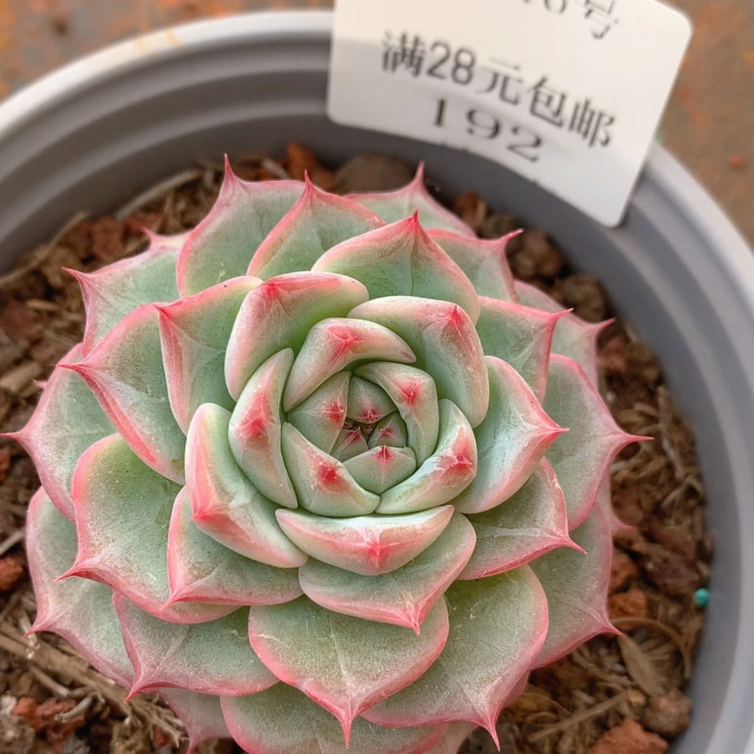 【闪购商品】云192号