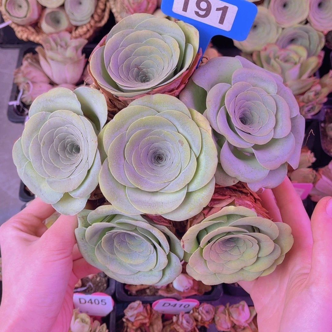 花篮一物一拍191号