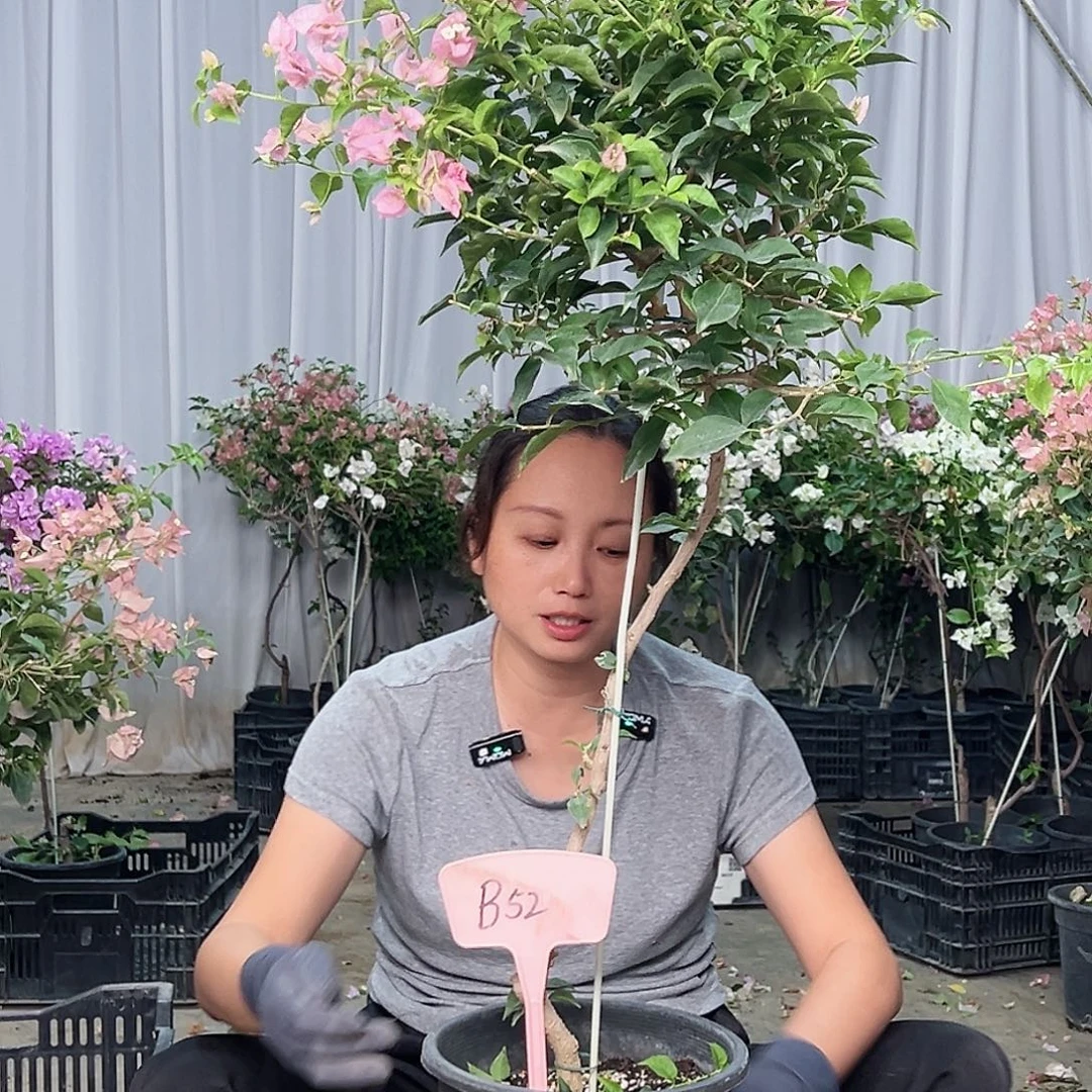 5***见当前无花栽培后可以开花B52魔法樱花