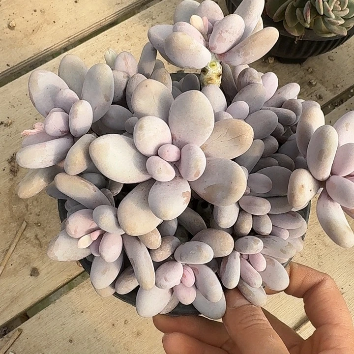 原始奶酪多肉植物的