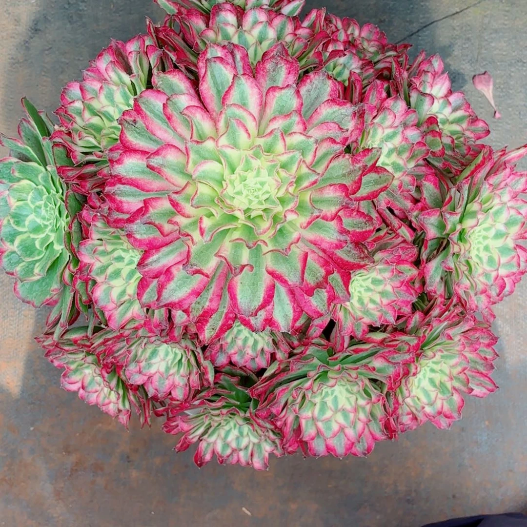 衣***夭云南多肉植物绿体仙墨