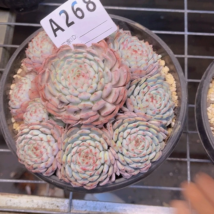 夕***红好想把所有都带上的日子