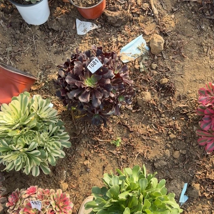 1681有伤清棚处理不包断枝