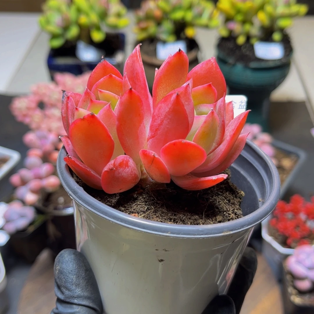 526绮罗7厘米多肉