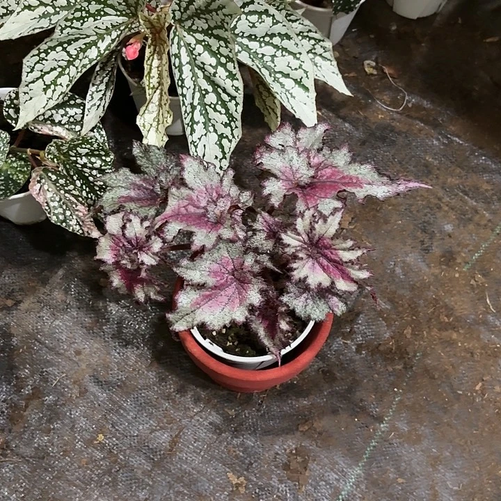 完全开放寒夜霓裳