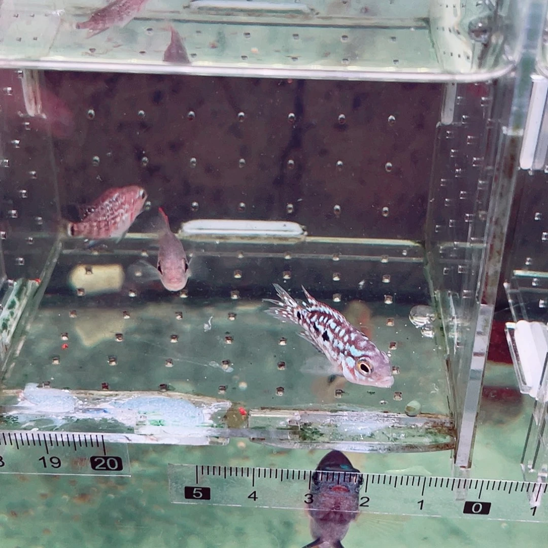 杨***罗汉鱼罗汉鱼苗3条