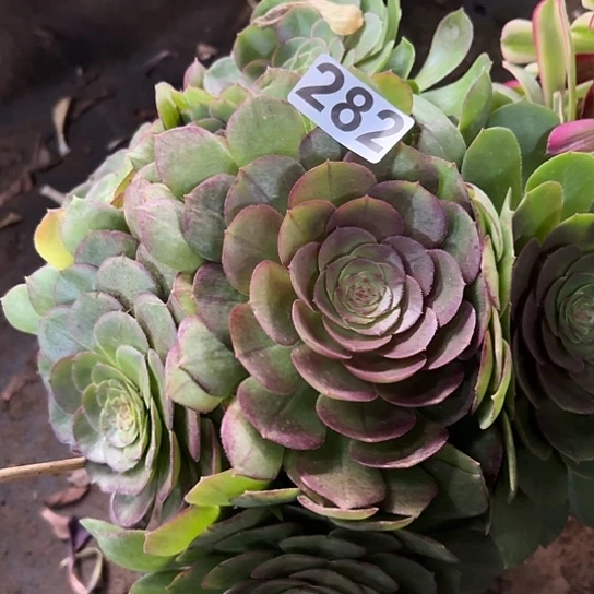 秋*多肉植物一个