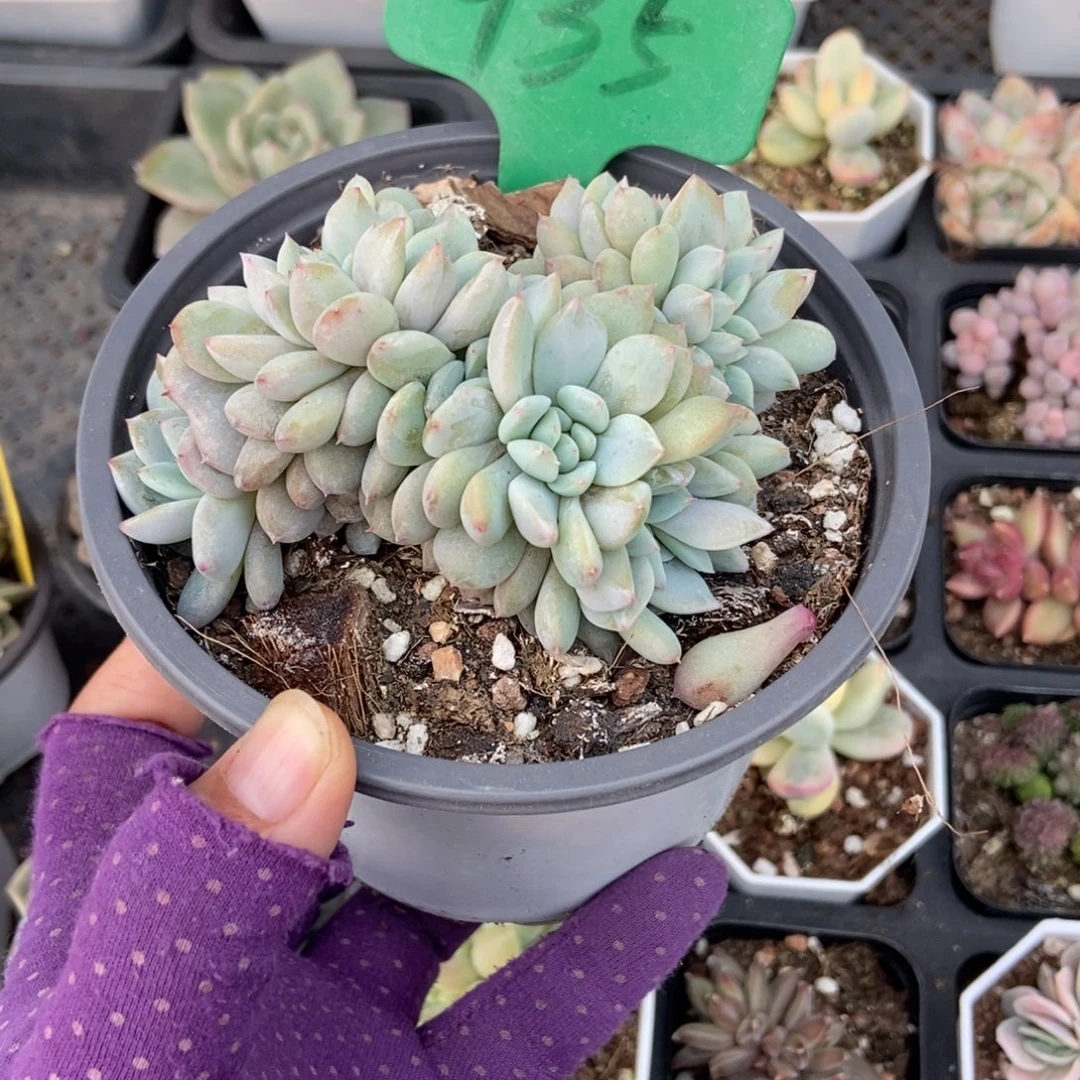 935星影缀多肉植物