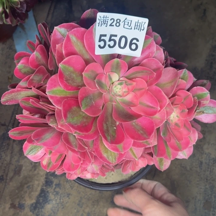 5506女巫多肉植物