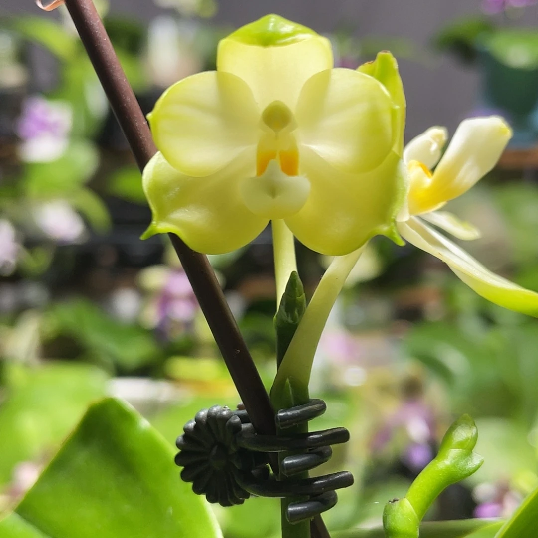 完全开放105叶瑕花期不保