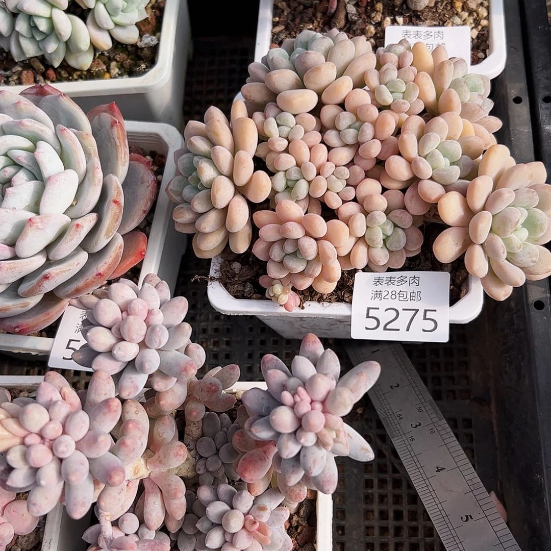 9号印*我们的确是一5272