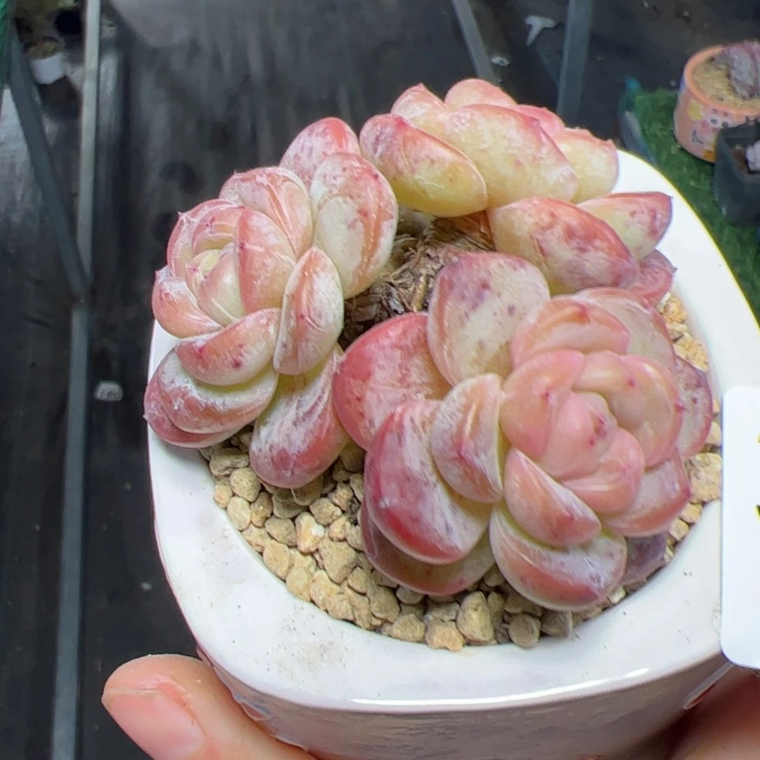 327星星珍妮多肉植物组合盆栽