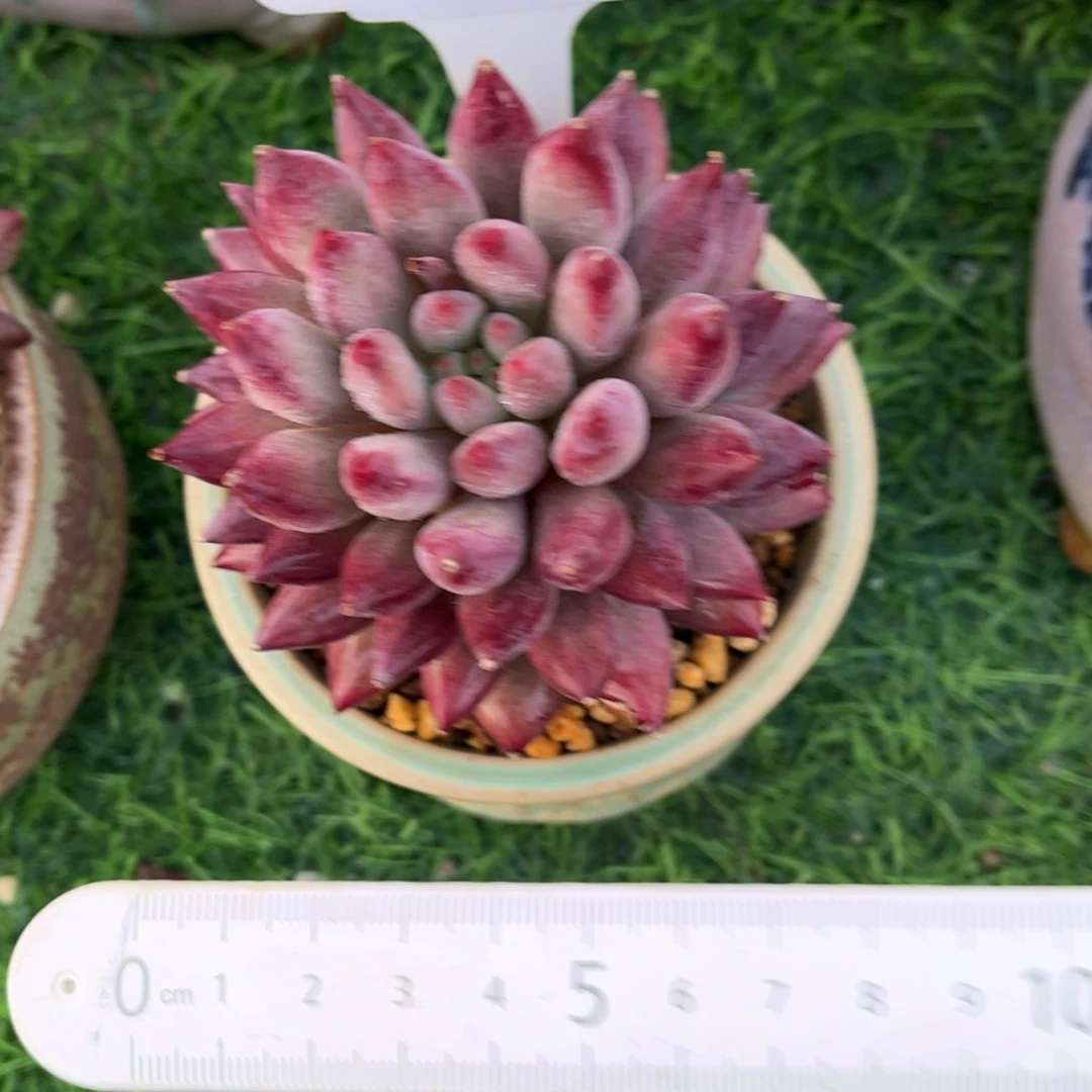 虎***虎0425 满30包邮天冷必拍保温箱