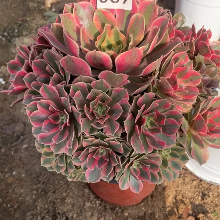 无花朵069多肉植物女妖