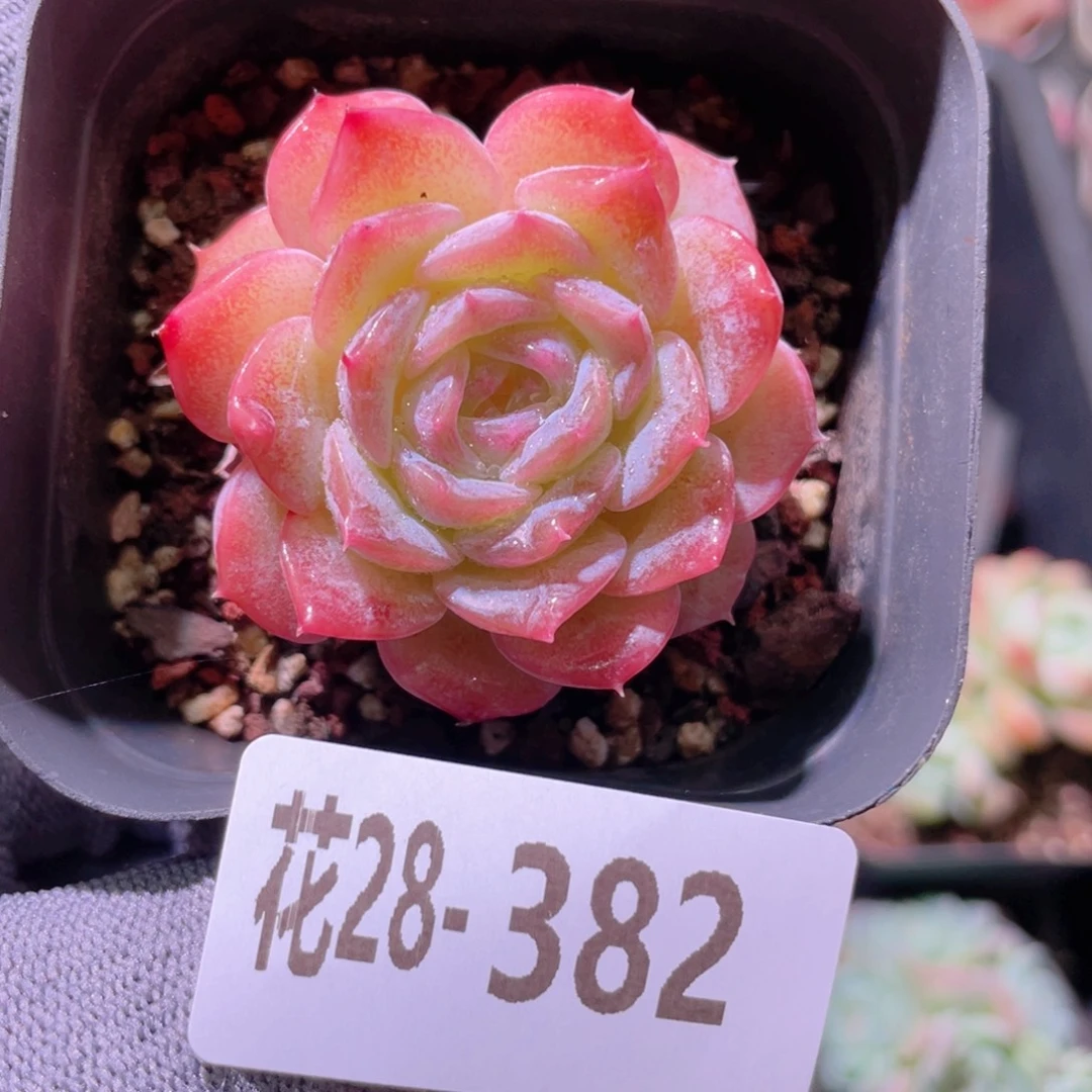 花利美28-382纯爱