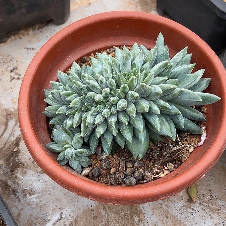 重楼缀化群生多肉