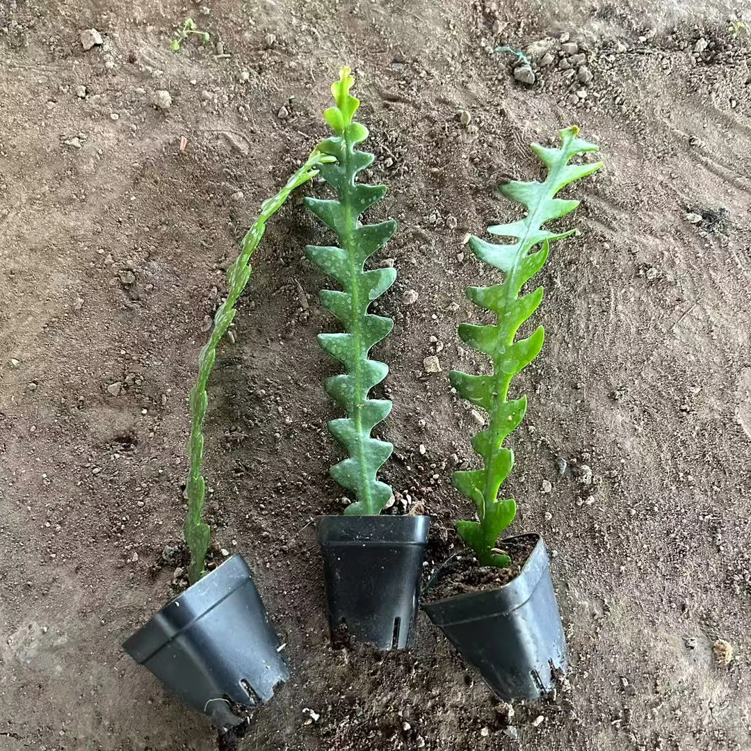 鱼骨令箭  仙人球夏型种绿植盆栽桌面阳台办公室摆件