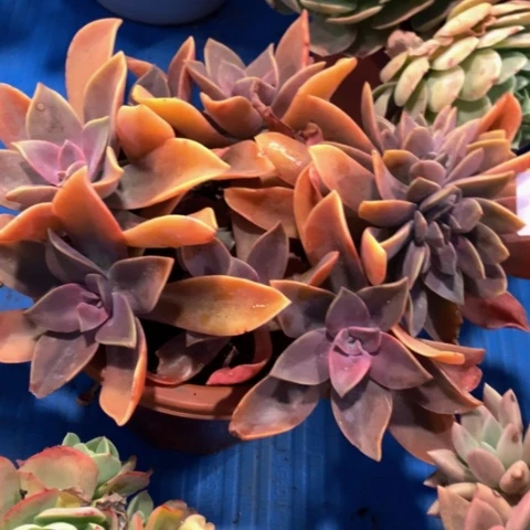 过**烟太妃糖缀23072多肉