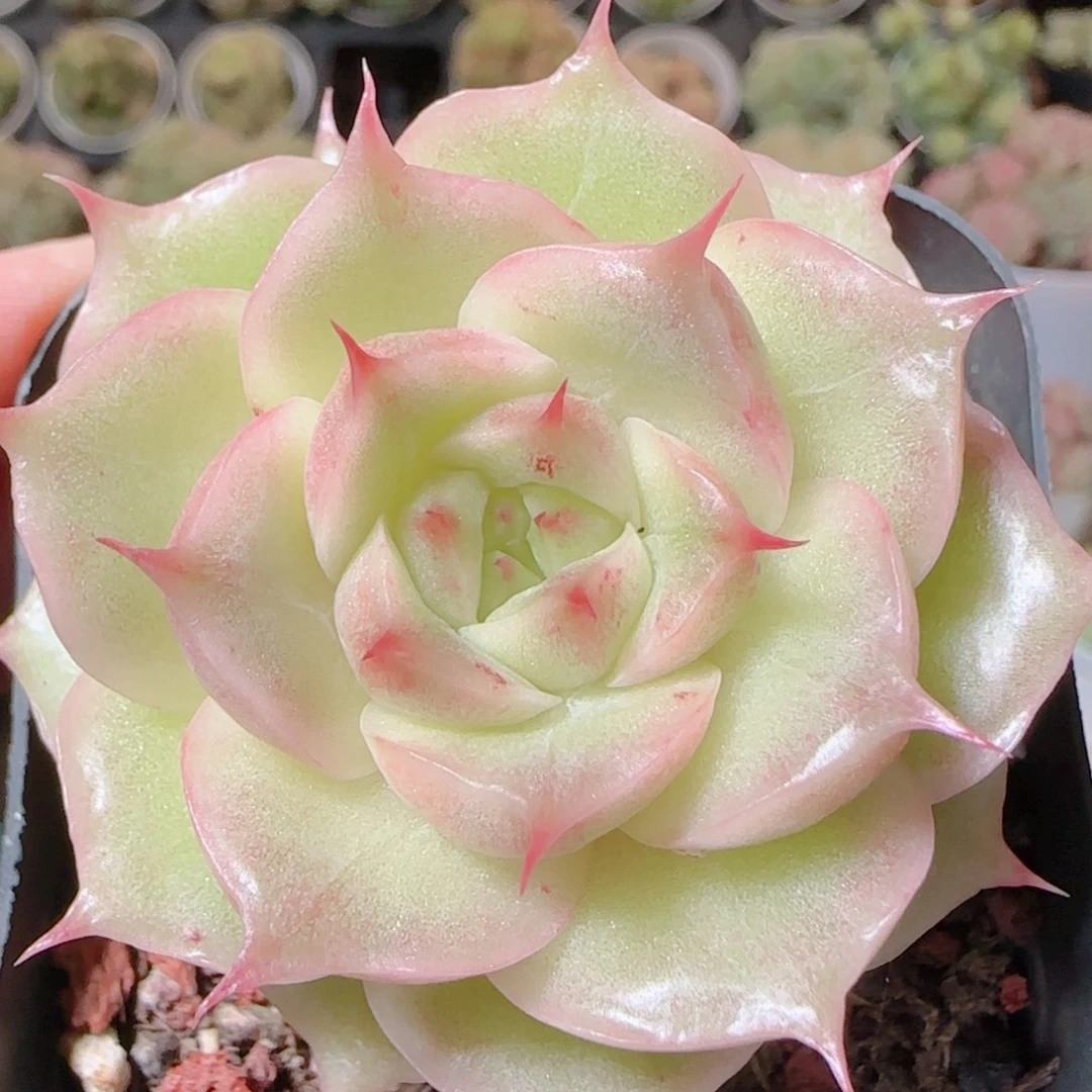 花语逸镜1115-77麦秆