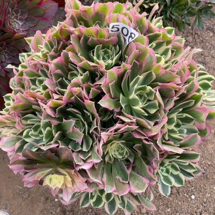 508多肉植物雨花石