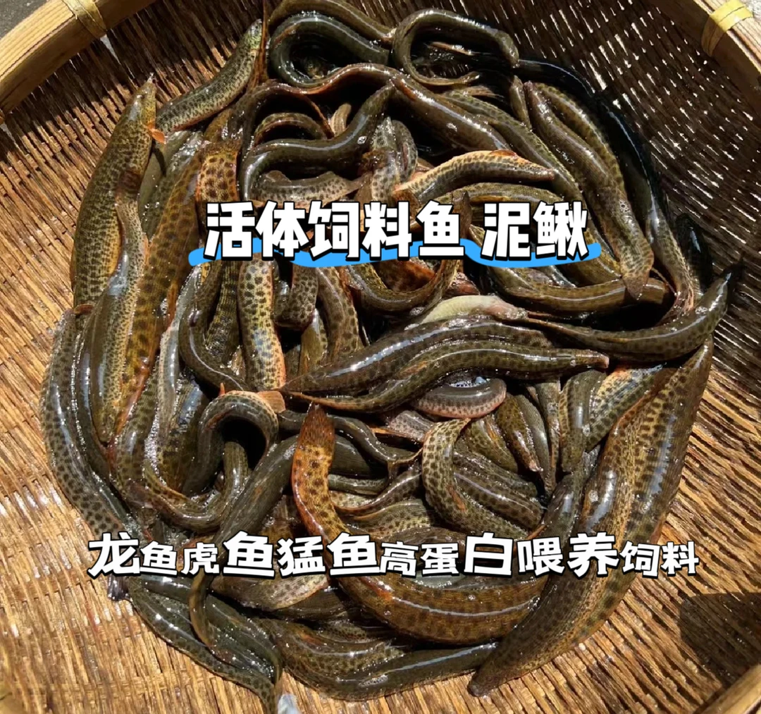 活体饲料鱼泥鳅虎鱼猛鱼龙鱼鱼食高蛋白鱼食