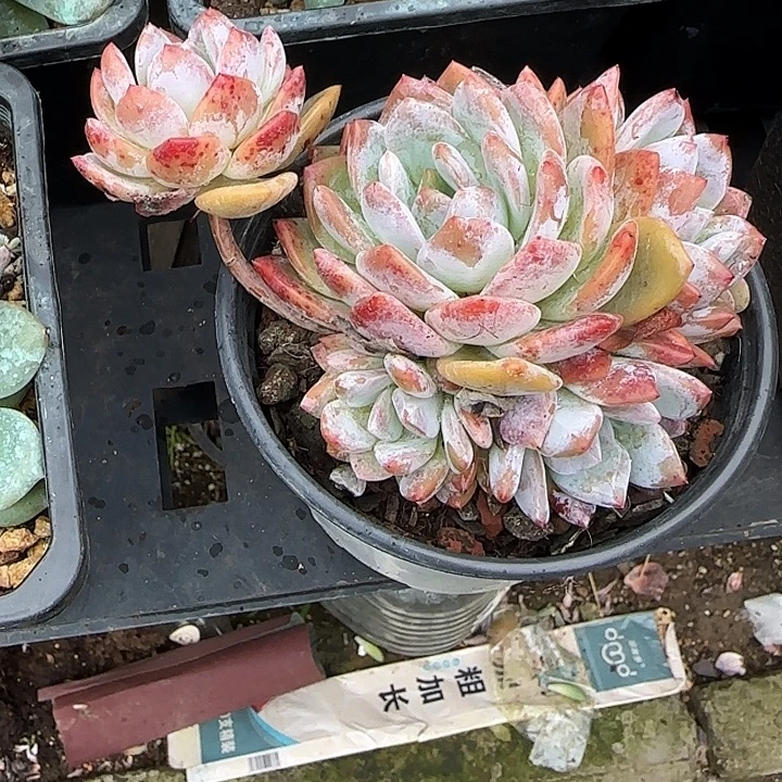 青蛙王子儿童牙膏11