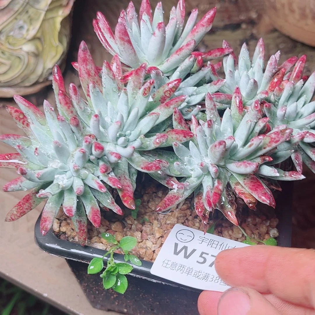 5746海瑟白菊多肉