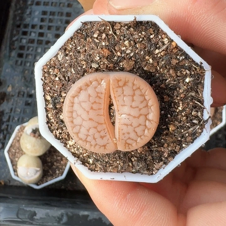 生石花1111。   26